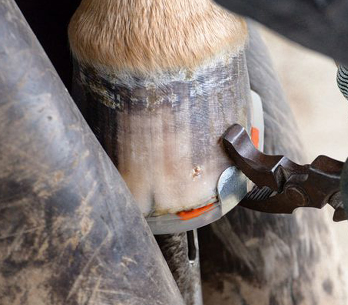 Duplo con inserto Arancione Front due Clip_3