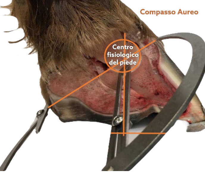 Werkman Circle Calibro- Compasso per Identificazione_2