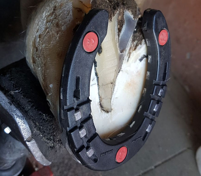 Colleoni TRIPUDIO Gomma Hind 2_3